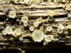 Protounguicularia transiens