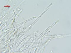 Protounguicularia transiens