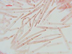 Protounguicularia transiens