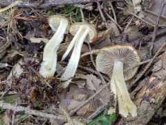 Psathyrella artemisiae