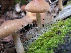 Psathyrella artemisiae