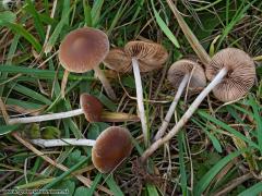 Psathyrella clivensis