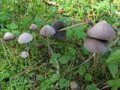 Psathyrella corrugis