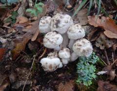 Psathyrella cotonea