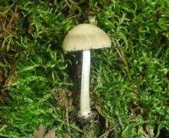 Psathyrella leucotephra