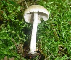 Psathyrella leucotephra