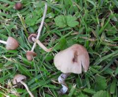 Psathyrella longipes