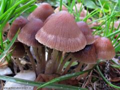 Psathyrella microrhiza