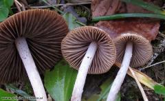 Psathyrella microrhiza