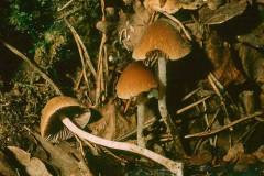 Psathyrella murcida