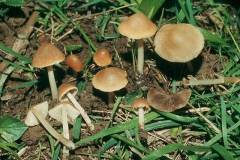 Psathyrella obtusata