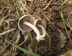 Psathyrella pervelata