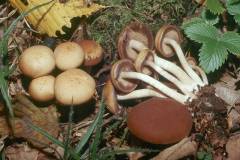 Psathyrella piluliformis