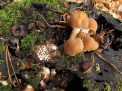 Psathyrella piluliformis