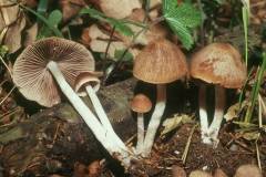 Psathyrella spadiceogrisea