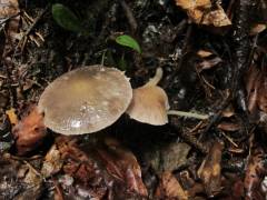 Psathyrella tephrophylla