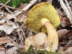 Pseudoboletus parasiticus