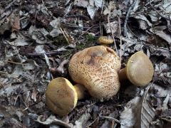 Pseudoboletus parasiticus