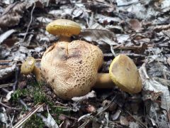 Pseudoboletus parasiticus