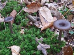 Pseudoclitocybe cyathiformis