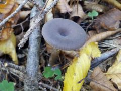 Pseudoclitocybe cyathiformis