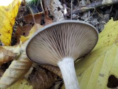 Pseudoclitocybe cyathiformis