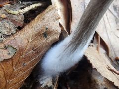 Pseudoclitocybe cyathiformis