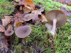 Pseudoclitocybe cyathiformis