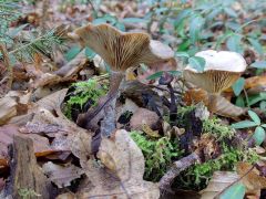 Pseudoclitocybe cyathiformis