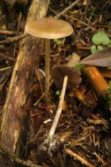 Psilocybe caerulipes