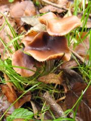 Psilocybe cyanescens