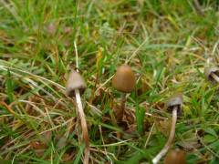 Psilocybe semilanceata