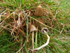 Psilocybe semilanceata