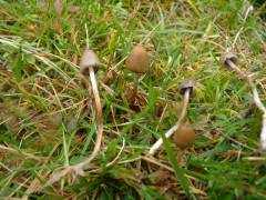 Psilocybe semilanceata