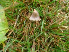 Psilocybe semilanceata