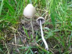 Psilocybe semilanceata