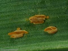 Puccinia porri