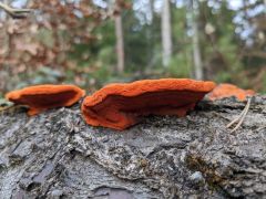 Pycnoporus cinnabarinus