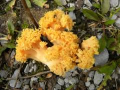 Ramaria aurea