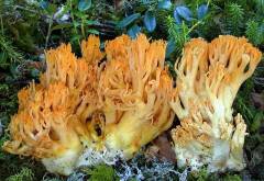 Ramaria aurea