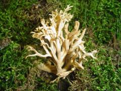 Ramaria bataillei