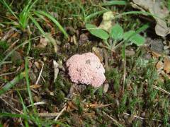 Ramaria botrytis