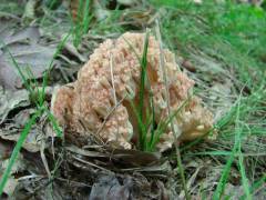 Ramaria botrytis