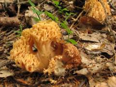 Ramaria fagetorum