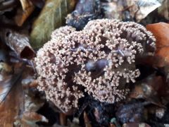 Ramaria fennica