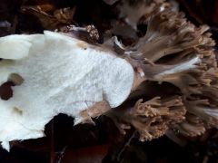 Ramaria fennica