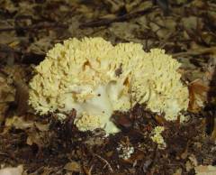 Ramaria flava