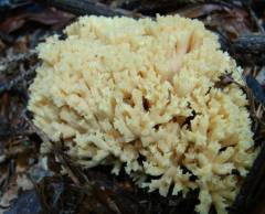 Ramaria flavigelatinosa