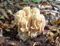 Ramaria formosa