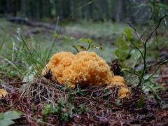 Ramaria largentii